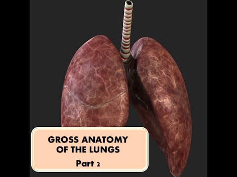 GROSS ANATOMY OF THE LUNGS PART 2