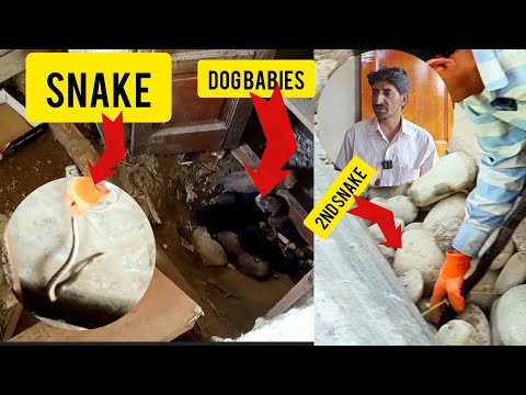 2 snakes rescued from sumbal at same time 😱 || wildlife manzoor || 9541619331
