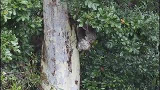 Wild Koala Mother and Joey