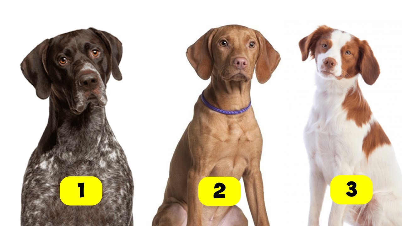 POINTER TYPES - 10 TYPES OF POINTERS