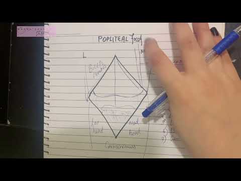 Popliteal Fossa | Contents & Boundaries | Relations Nerve Vein Artery
