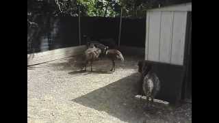 preview picture of video 'Emu Chicks 3 Months Old'