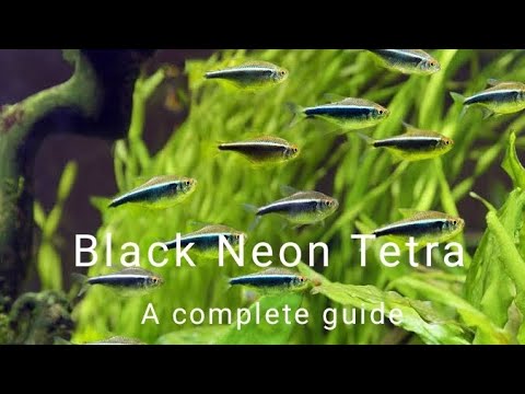 Tetra black neon — kompletný návod pre akvaristov