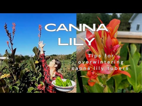 Overwintering canna lilies tubers #cannalily