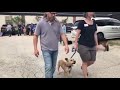 Solid K9 Training - Reactive Dog Class