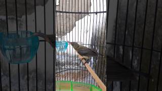 Download lagu EF Untuk Konin Ijoan ! Konin lahap makan kroto ! konin ijoan 020924 #konin mp3 Download lagu EF Untuk Konin Ijoan ! Konin lahap makan kroto ! konin ijoan 020924 #konin mp3