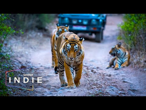 短片。一位醫生為人類與印度的野生動物共存而奮鬥 (Short Film: A Doctor’s Fight for Human Coexistence with India’s Wildlife)