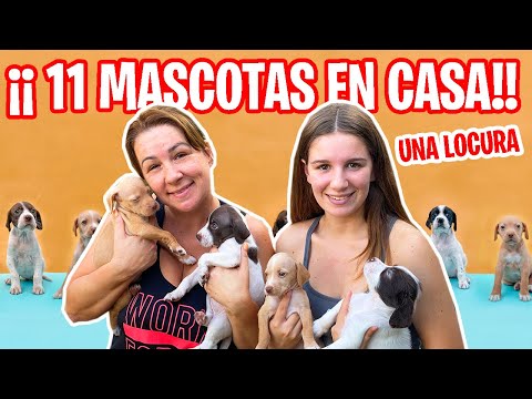 NUEVAS MASCOTAS ¡¡sorpresa!! + cachorros bebés y Vlog con EL NUEVO IPHONE 13 pro max