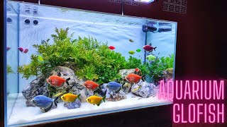 Membuat Aquascape minimalis dengan Glofish!!!