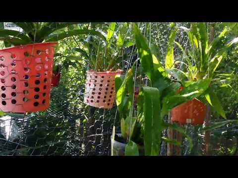 How I Care For My Oncidium Orchids...