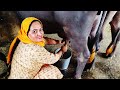 Woman Milking Buffalo Hand Milking Video Punjabi Culture Indian Lifestyle