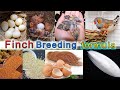 Finch Breeding Formula Finch Breeding Tips فنچ بریڈنگ فارمولا