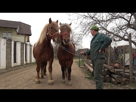 Caii lui Mircea de la Garbova, Alba - 2024 Nou!!!