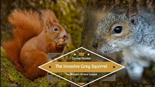 The Grey Squirrel And The Conflict In The Uk