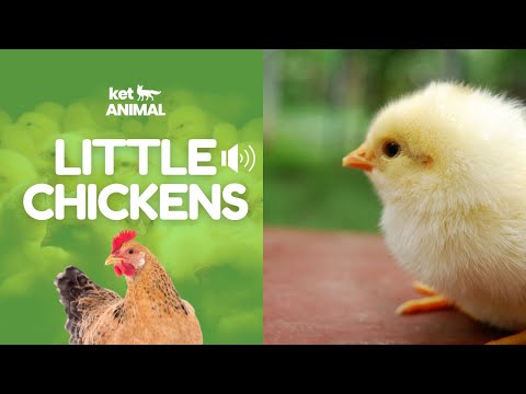 little chickens | Baby Chicks Chirping Sounds | Sounds chickens