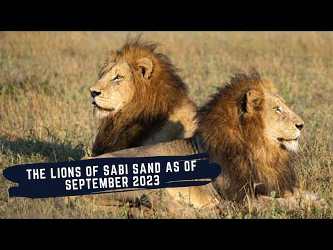 SOUTHERN AVOCAS LOSE EVERYTHING - NDHZENGA AFTER THE INTRUDER - THE LIONS OF SABI SAND - EPISODE 13