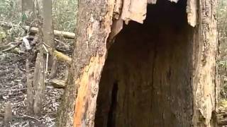preview picture of video '2011 Congaree National Park Hiking & Canoeing.m4v'