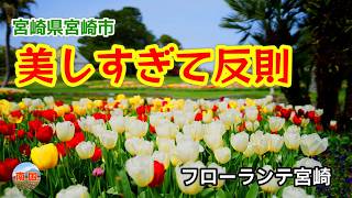 【宮崎県宮崎市観光】フローランテ宮崎　春のフローラル祭で咲くチューリップとラックス　宮崎旅行