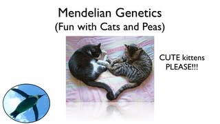 Mendelian Genetics - Fun with Cats and Peas