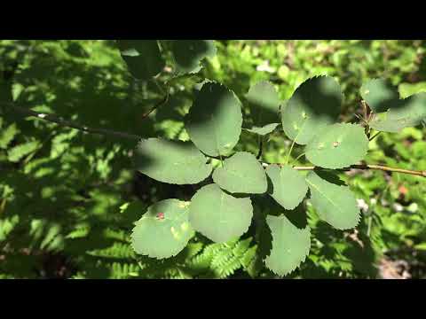 Amelanchier alnifolia, Rosaceae (Pacific serviceberry)