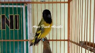 Download lagu Black Hooded Siskin ( BHS ) Gacor | Arya Finch mp3 Download lagu Black Hooded Siskin ( BHS ) Gacor | Arya Finch mp3