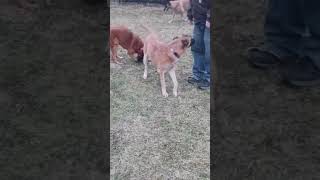 Video preview image #1 Mutt Puppy For Sale in Stevens Point, WI, USA