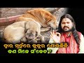 DWARA MUHARE KUKURA SOUCHIKI KAN MILE SANKETA BHABADIBAKAR
