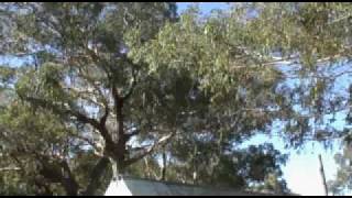 preview picture of video 'Jaryd Wallis at nelson bay skate park'