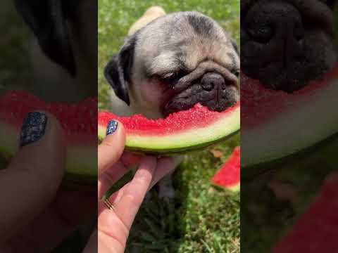 Watermelon Sugar PUG!