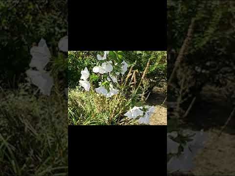 冬桜、彼岸桜 植物