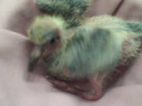 image-Is a rock dove a pigeon?