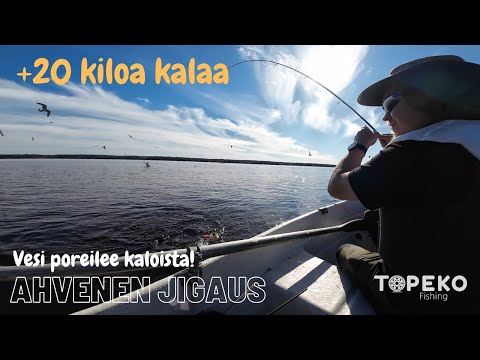 Ahvenen jigikalastus | Vesi poreilee kaloista | Valtava saalis | yli 20 kiloa kalaa | Perch fishing