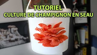 🍄  CULTURE de CHAMPIGNONS en SEAU [ Tuto débutant ]