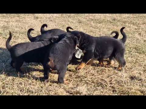 Rottweiler Welpe kaufen