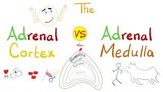 The Adrenal Cortex vs The Adrenal Medulla | Biology Lectures Series