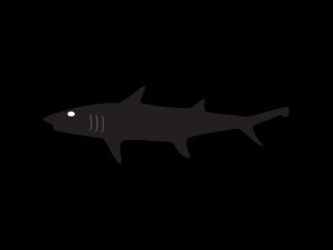 A Micro State Is Chosen