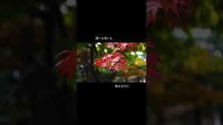 Download lagu 【もみじ】 岡野貞一 / 高野辰之(Drill Remix) #shorts #もみじ #drill #remix mp3 Download lagu 【もみじ】 岡野貞一 / 高野辰之(Drill Remix) #shorts #もみじ #drill #remix mp3