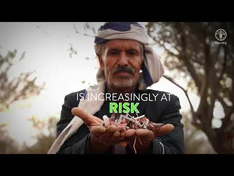 The right to food starts with healthy plants