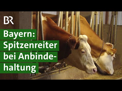 Tierwohl für Kühe: Weidehaltung, Laufstall, Anbindehaltung? | Landwirtschaft | Unser Land | BR