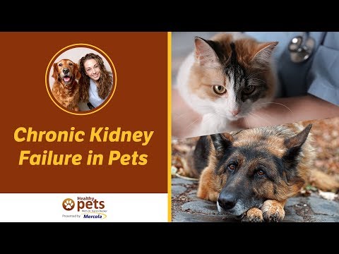 Dr. Becker Discusses Chronic Kidney Failure in Pets - YouTube