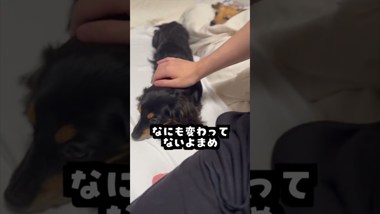 7月5日になって津波から逃げようとするww