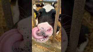 Download lagu Jonny Jonny? Yes Papa? 🐮 With Cows! 🐄 #nurseryrhymes #kidssongs #kidsvideo #children #kids #cow mp3 Download lagu Jonny Jonny? Yes Papa? 🐮 With Cows! 🐄 #nurseryrhymes #kidssongs #kidsvideo #children #kids #cow mp3