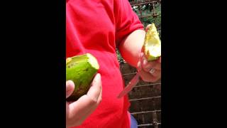 preview picture of video 'Puerto Rico Avocado cutting/tasting'