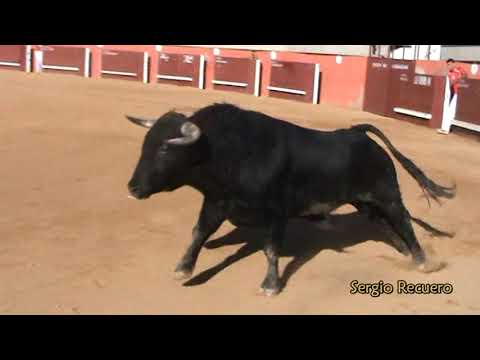 Concurso de Recortadores Torres de la Alameda 2012