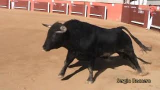 preview picture of video 'Concurso de Recortadores Torres de la Alameda 2012'