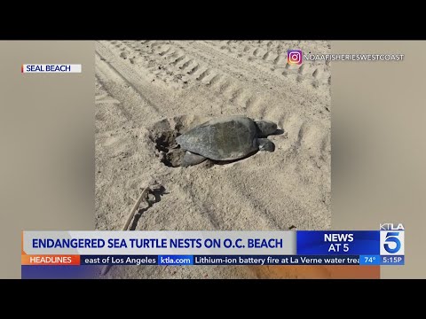 Second sea turtle spotted nesting on SoCal beach after historic ...