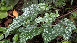 2025 7 22 內洞國家森林遊樂區