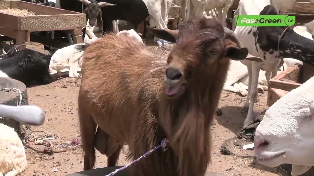 Aliments pour animaux : Le MAERAH renforce son soutien aux fabricants