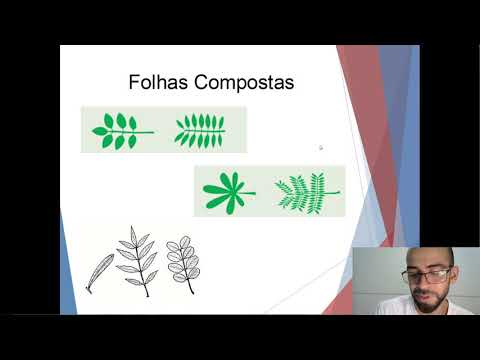 Identificando os tipos de folhas: simples e compostas