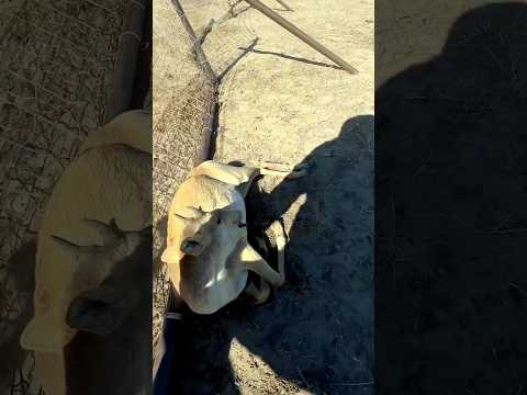 Cervo Preso em uma Rede! Resgate Incrível no Último Momento #cervo#resgateanimal#vidaselvagem